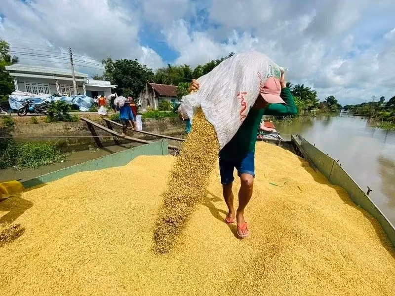 Trong quý I/2025, Bờ Biển Ngà là thị trường xuất khẩu gạo lớn thứ hai của Việt Nam với 143 triệu USD, tăng tới 138% so với cùng kỳ năm trước.
