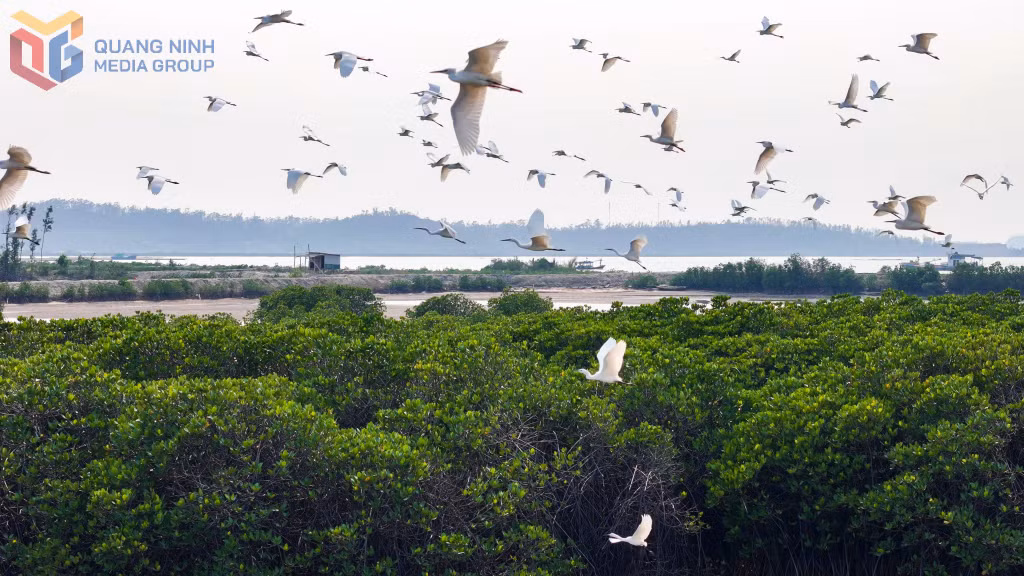 Những chú cò nối đuôi nhau bay lượn.
