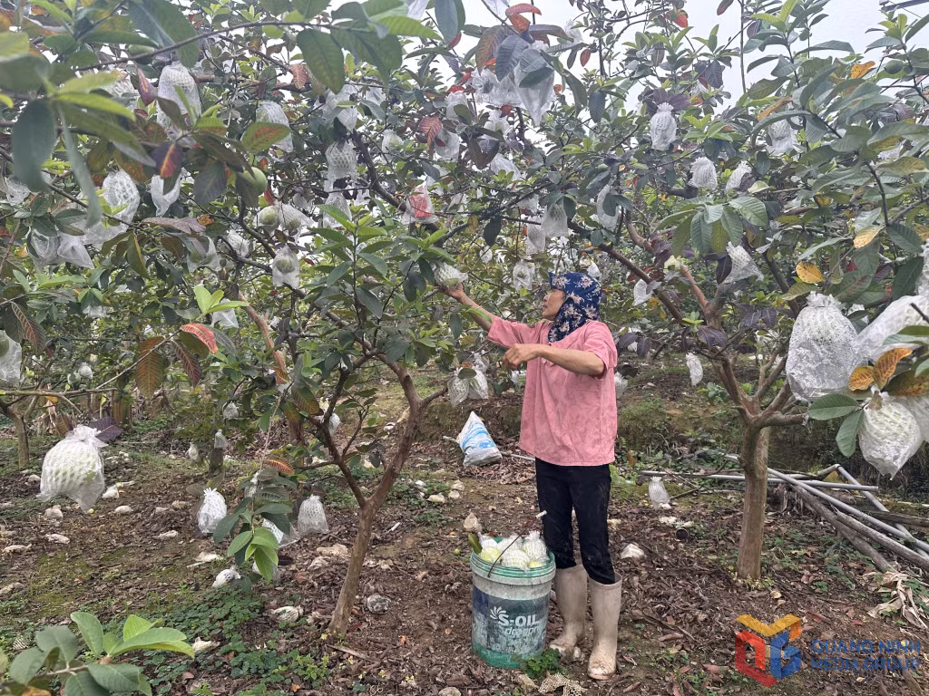 Mô hình trồng ổi của gia đình chị Vương Thị Linh, thôn 3, xã Quảng Phong (Hải Hà) cho hiệu quả kinh tế cao
