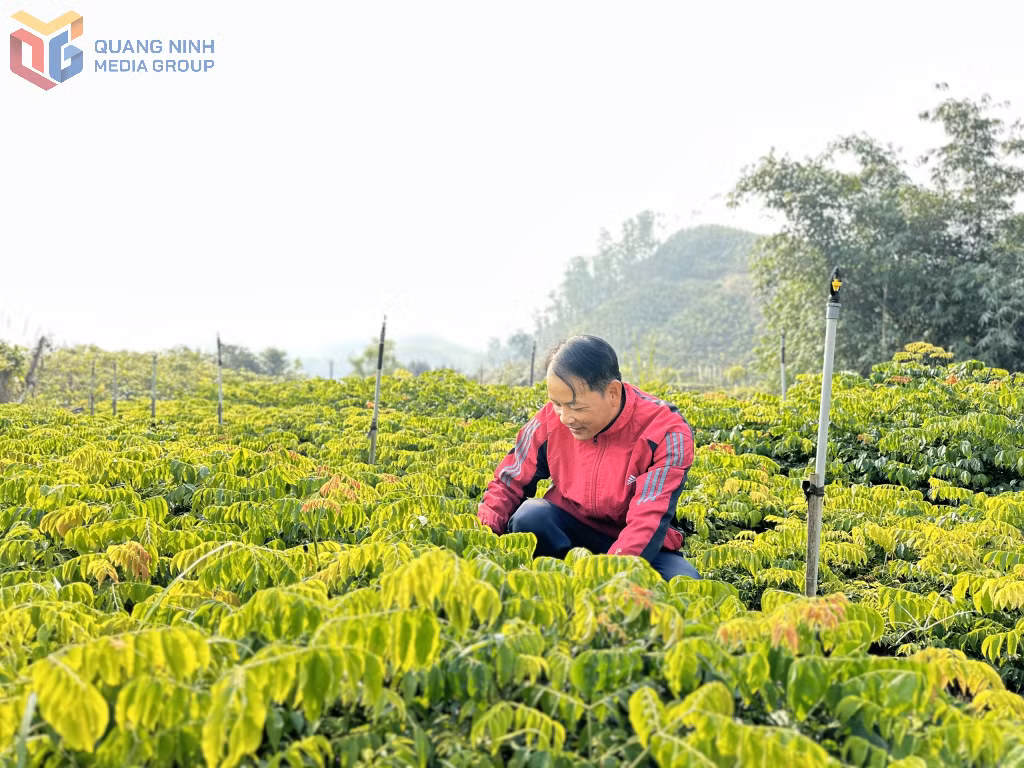 Hợp tác xã lâm nghiệp bền vững Ba Chẽ là nơi cung cấp giống cây giống gỗ lớn cho các hộ dân và chủ rừng trên địa bàn huyện.