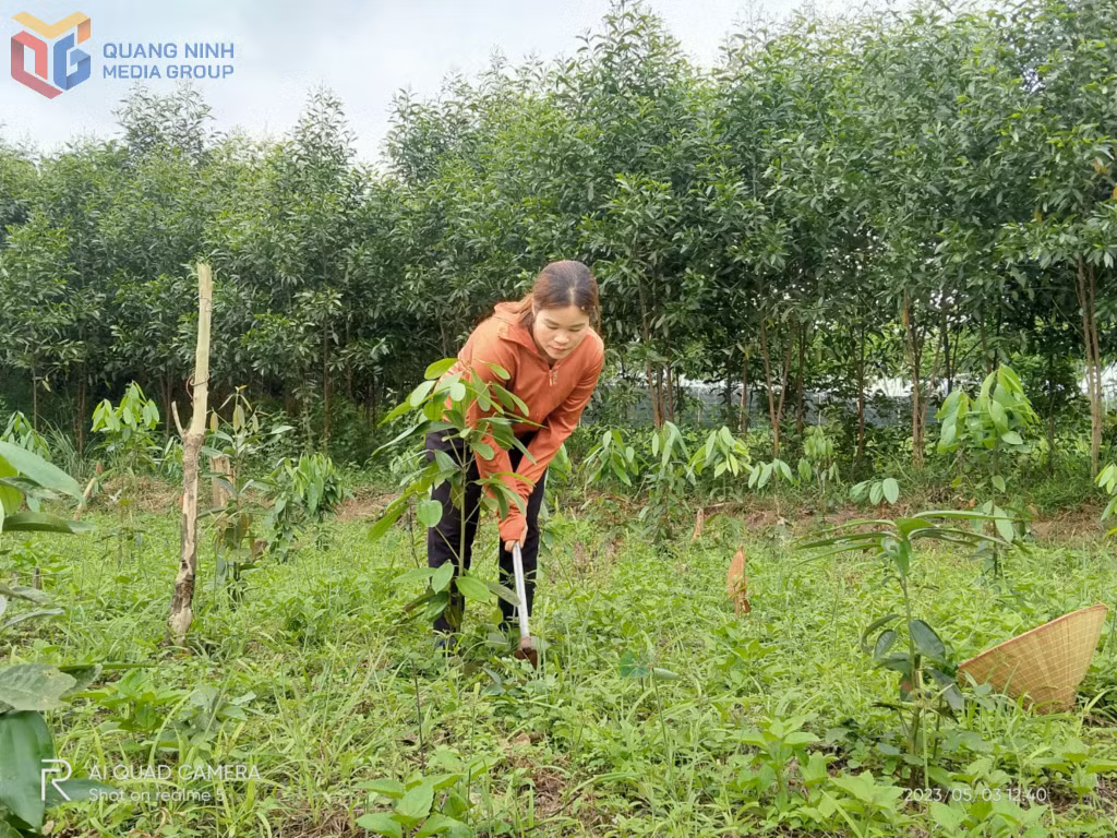 Chị Dương Thị Trường, Chi hội trưởng Chi hội Phụ nữ thôn Khe Xa (xã Đạp Thanh, huyện Ba Chẽ) phát triển kinh tế hộ gia đình.