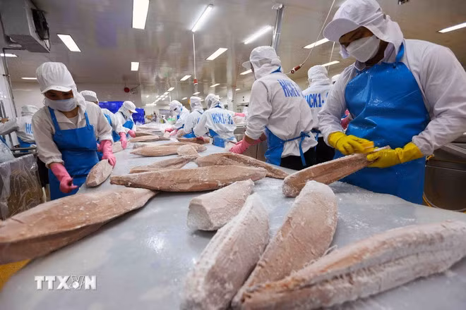Phân loại, chế biến sản phẩm cá ngừ đại dương xuất khẩu. (Ảnh: Vũ Sinh/TTXVN)