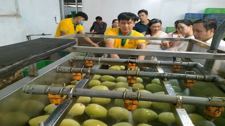Sơ chế xoài xuất khẩu tại Công ty trách nhiệm hữu hạn Kim Nhung (tỉnh Đồng Tháp). (Ảnh: HỮU NGHĨA)