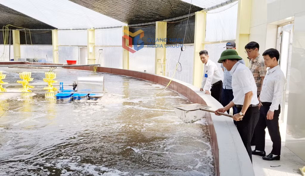 Với mô hình nuôi tôm thẻ chân trắng, áp dụng khoa học công nghệ tiên tiến, HTX nuôi tôm công nghệ cao Cẩm Phả mang lại hiệu quả kinh tế cao.