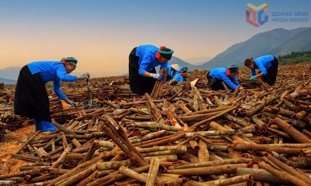 Mô hình trồng quế của chị em phụ nữ xã Đại Dực (huyện Tiên Yên). Ảnh: Trần Tâm.