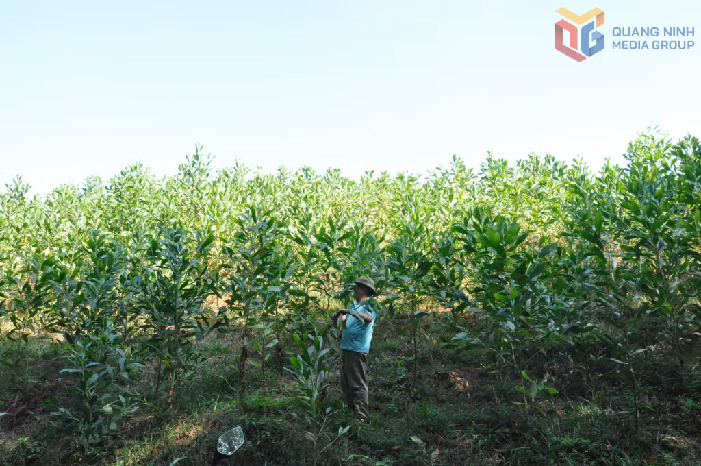 Phát triển lâm nghiệp đã mang lại hiệu quả kinh tế cao cho các hộ dân vùng DTTS (Trong ảnh: Người dân xã Quảng Phong, huyện Hải Hà chăm sóc rừng trồng)