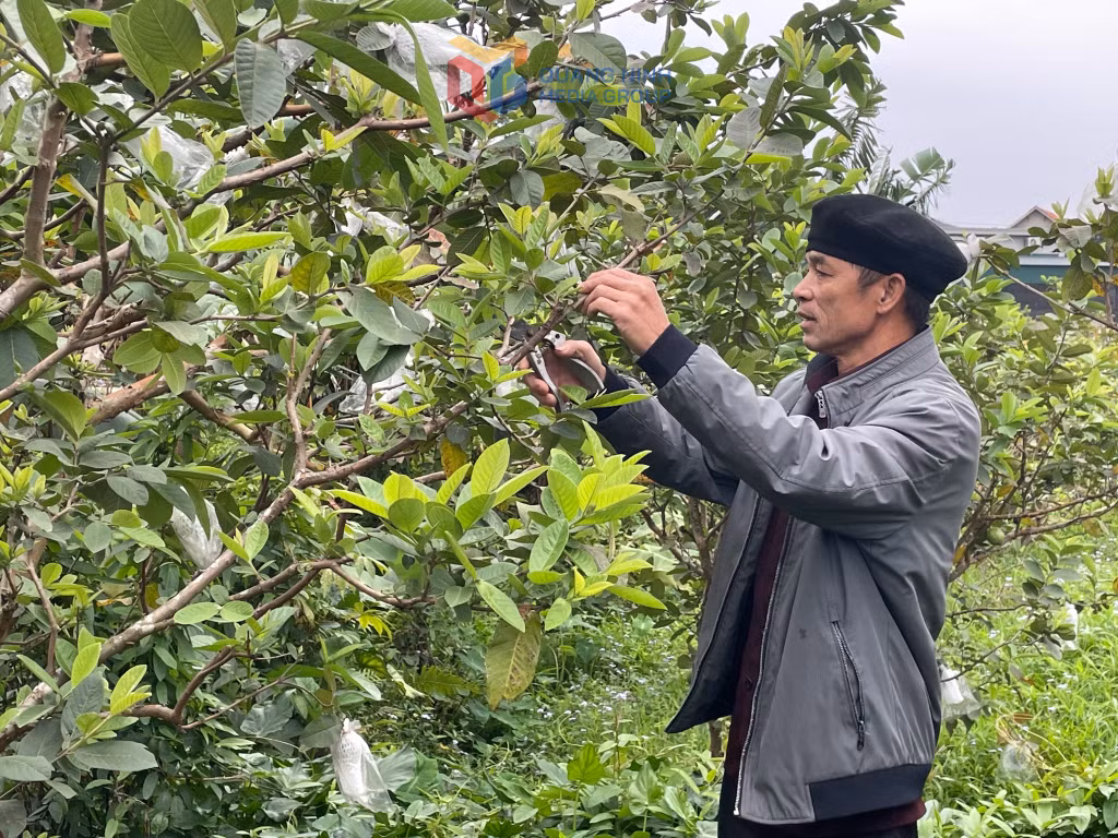Mô hình trồng ổi của ông Ân Văn Kim (xã Sơn Dương, TP Hạ Long).