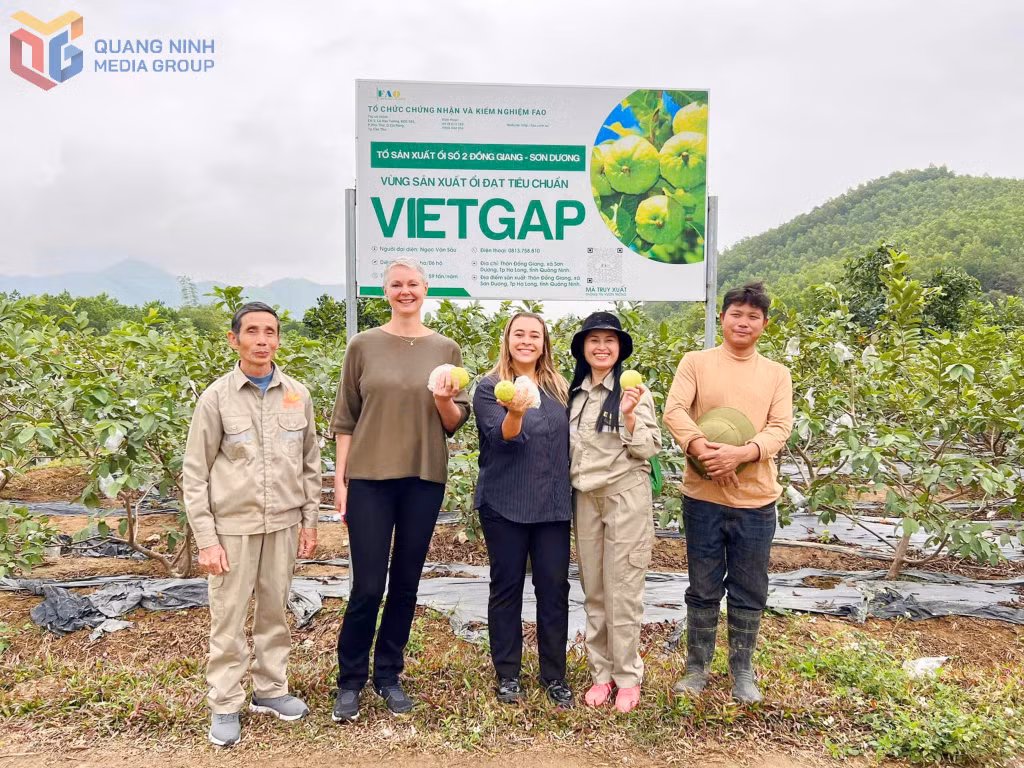Các thành viên HTX Nông - Lâm - Ngư nghiệp Việt Hưng (TP Hạ Long) giới thiệu sản phẩm ổi lê đến du khách.