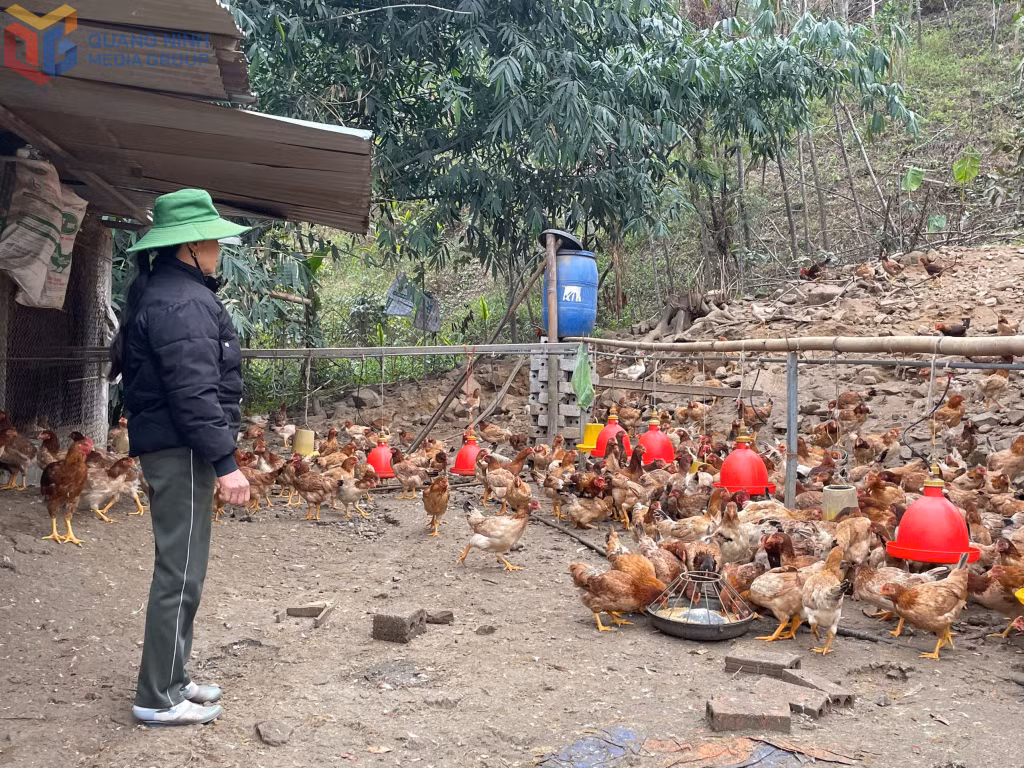 Nhờ nguồn vốn vay từ Quỹ Hỗ trợ nông dân, gia đình chị Triệu Thị Niên (xã Tân Dân, TP Hạ Long) đã phát triển hiệu quả mô hình nuôi gà thương phẩm.