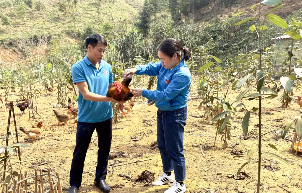 Mô hình nuôi gà đồi dược liệu Ba Chẽ của anh Nguyễn Văn Cường ở thị trấn Ba Chẽ hiện đang kết nối các hộ dân chăn nuôi gà theo quy trình khép kín. Ảnh: Phạm Học