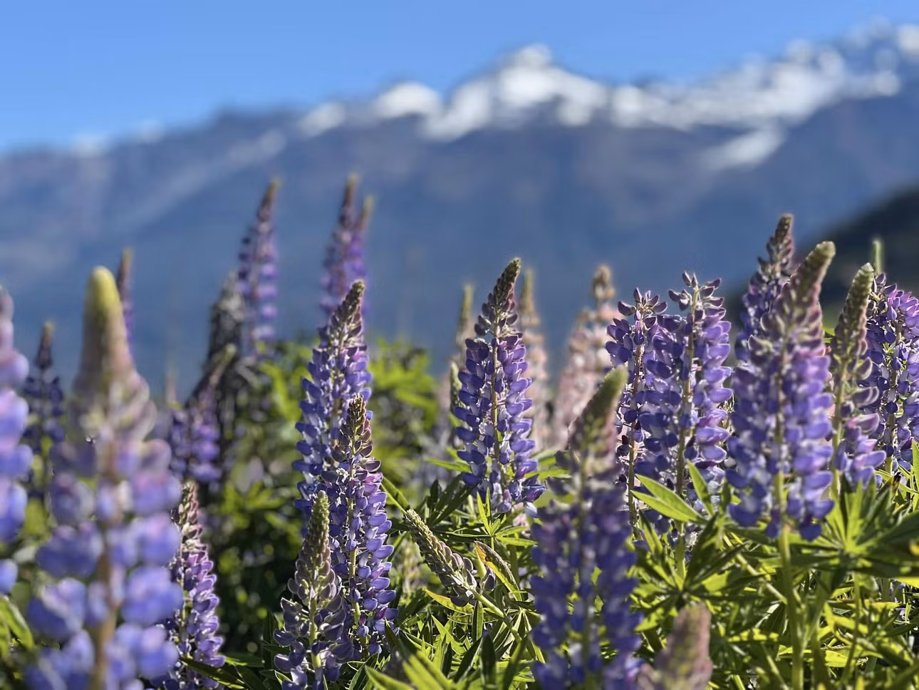 Hoa lupin có thể cao đến 1,5m, là biểu tượng đặc trưng của hồ Tekapo. Ảnh: Thiện Nguyễn