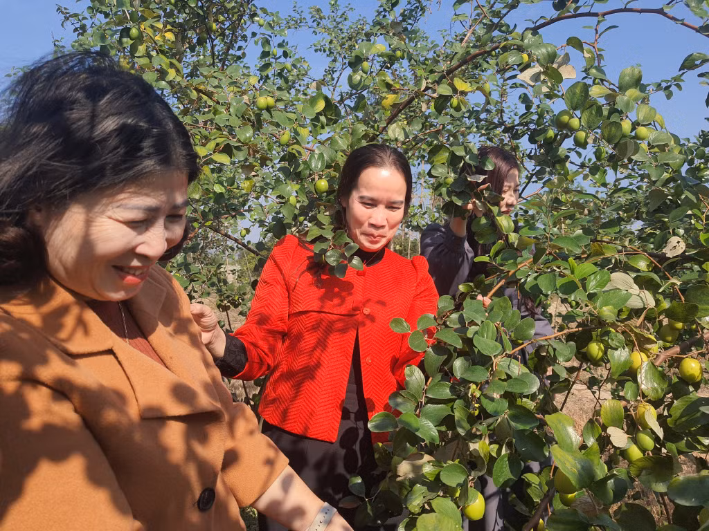Cán bộ Hội Nông dân TP Uông Bí thăm mô hình canh tác cây táo ngọt của hội viên trên địa bàn.
