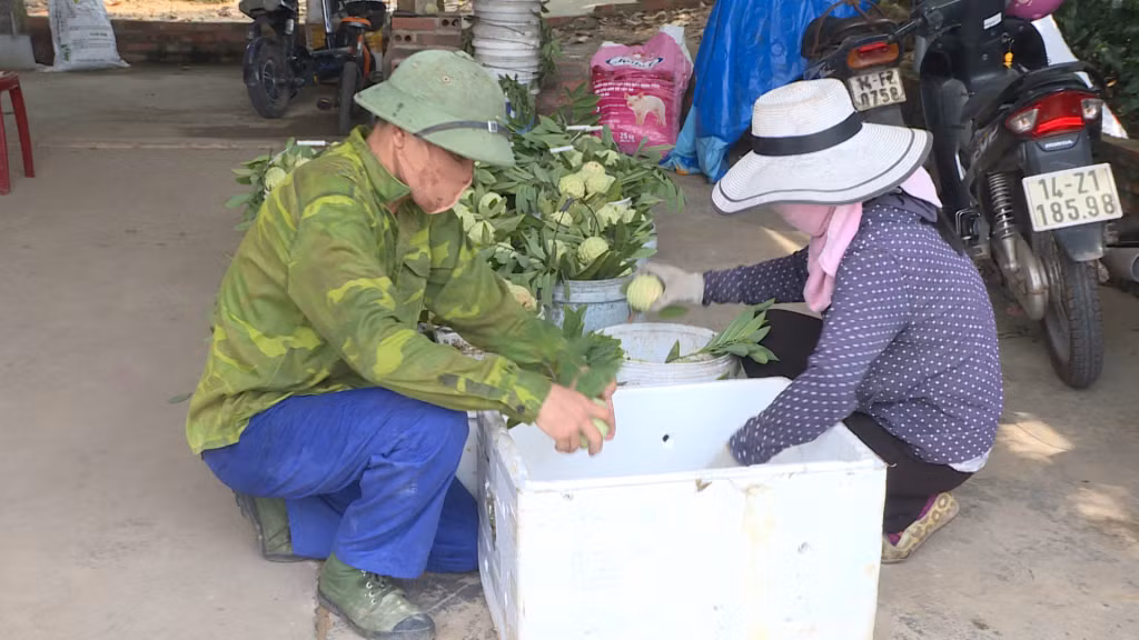 Quả na sản phẩm nông sản nổi tiếng thương hiệu OCOP của Đông Triều.