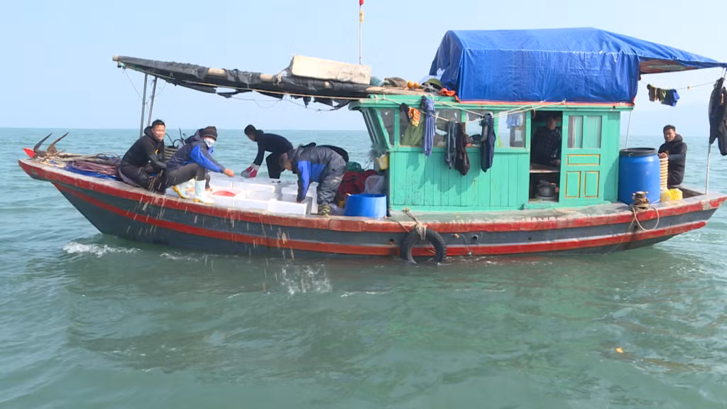 20 triệu giống nhuyễn thể đã được 2 Hợp tác xã và 1 doanh nghiệp của huyện Vân Đồn xuống giống nuôi thương phẩm.