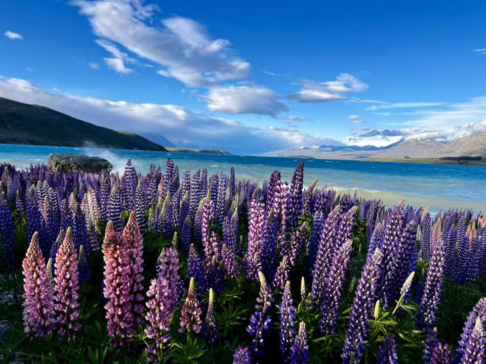 Anh Thiện Nguyễn, một du khách Việt Nam, chia sẻ rằng chuyến đi đến hồ Tekapo đã để lại trong anh nhiều cảm xúc đặc biệt. Việc thong thả dạo bước quanh hồ, tận hưởng bầu không khí trong lành và se lạnh, mang lại cảm giác thư thái và bình yên. Ảnh: Thiện Nguyễn