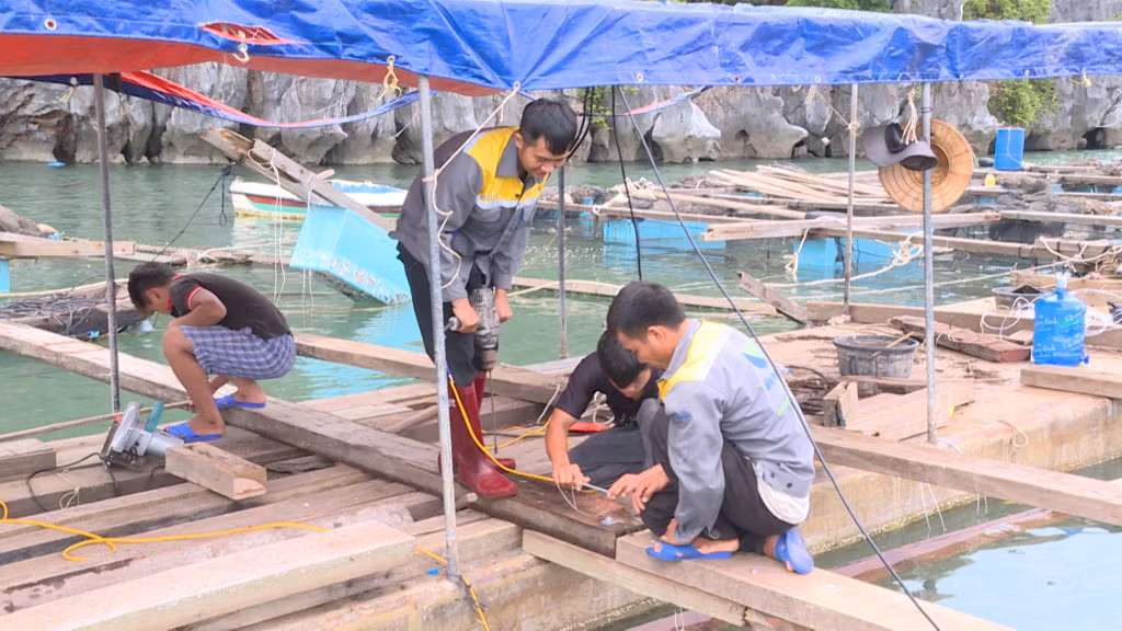 Các hộ nuôi thủy sản ở khu vực Hòn Béo Cò (thị trấn Cái Rồng) khôi phục lồng bè, tái thiết sản xuất. Ảnh: Hải Hà