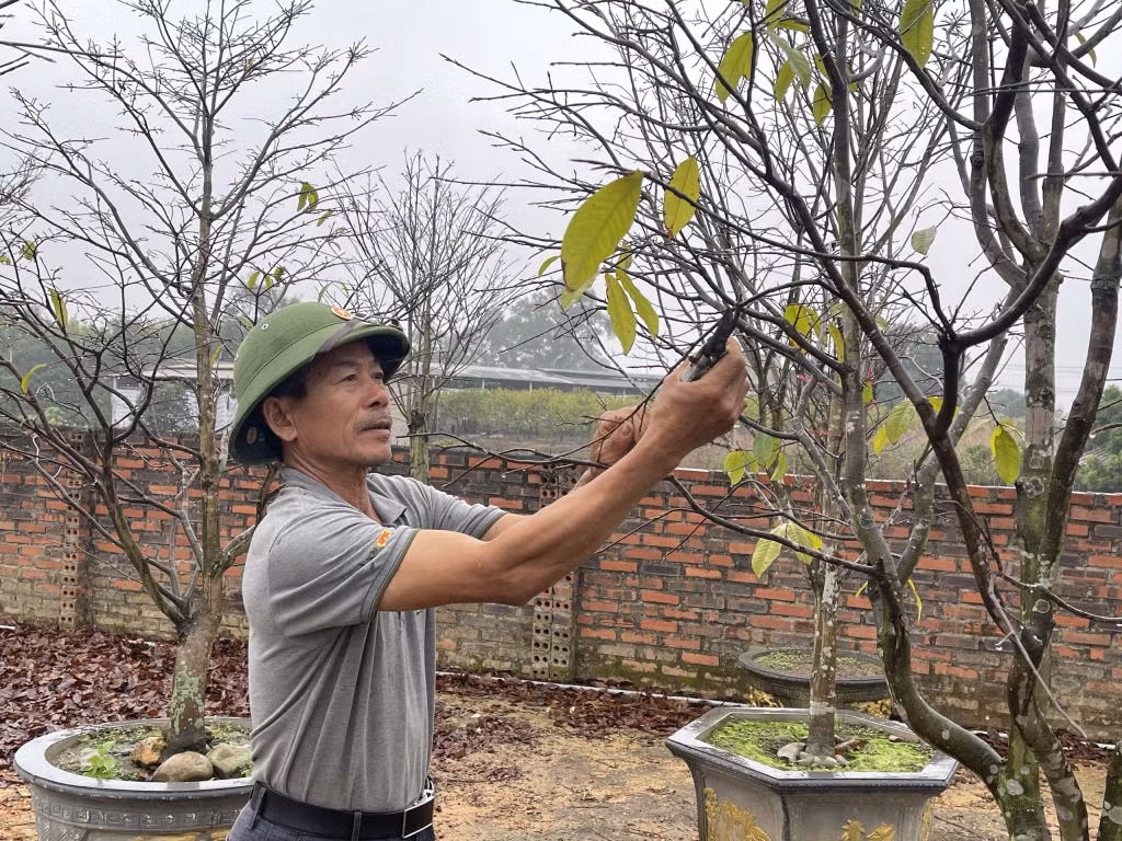 Sản phẩm mai vàng Yên Tử được người dân phường Bình Khê, TP Đông Triều chăm sóc, cắt tỉa từ sớm để phục vụ thị trường Tết.