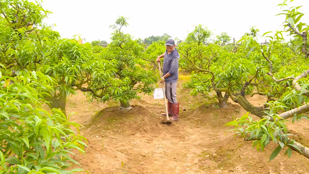 Nhiều hội viên nông dân huyện Hải Hà chuyển từ trồng lúa sang trồng các loại cây có thu nhập cao hơn.