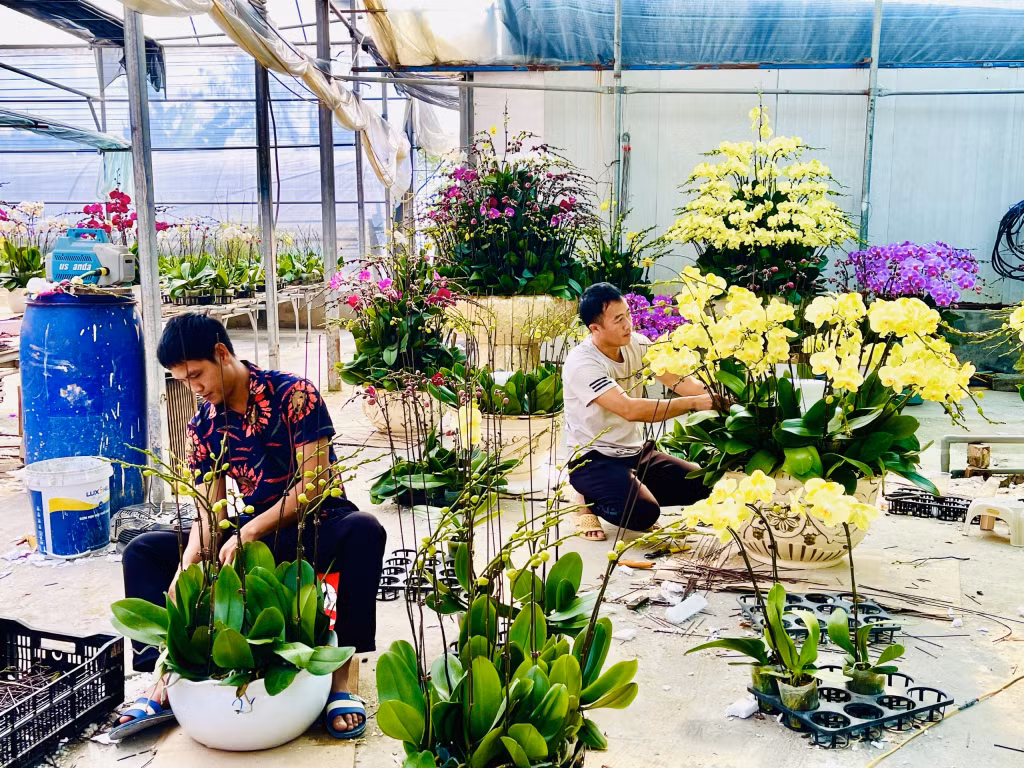 Các hộ trồng hoa lan tại phường Hoành Bồ, TP Hạ Long chuẩn bị hoa cho thị trường Tết.