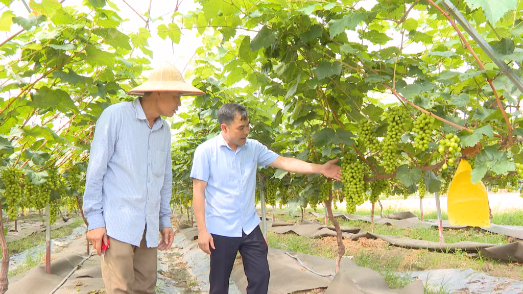 Mô hình trồng nho sữa Hàn Quốc của hộ ông Ngô Đức Trí (thôn Bãi Dài, xã An Sinh, TP Đông Triều) cho thu nhập gần 10 tấn/năm. Ảnh: Hải Hà