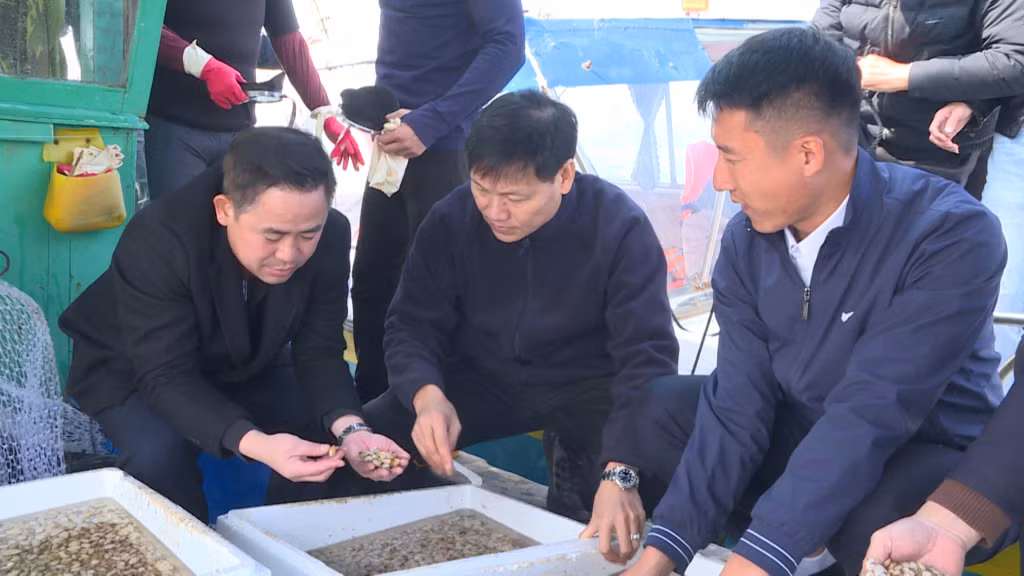 Lãnh đạo Sở NN&PTNT Quảng Ninh kiểm tra chất lượng giống ngao 2 cùi.