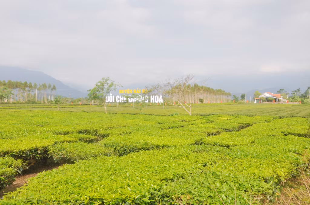 Hải Hà xác định xây dựng sản phẩm du lịch khám phá đồi chè kết nối với du lịch đảo Cái Chiên và trải nghiệm văn hoá đồng bào vùng cao biên giới của huyện. Ảnh chụp tại đồi chè thôn 8 xã Quảng Long (Hải Hà).