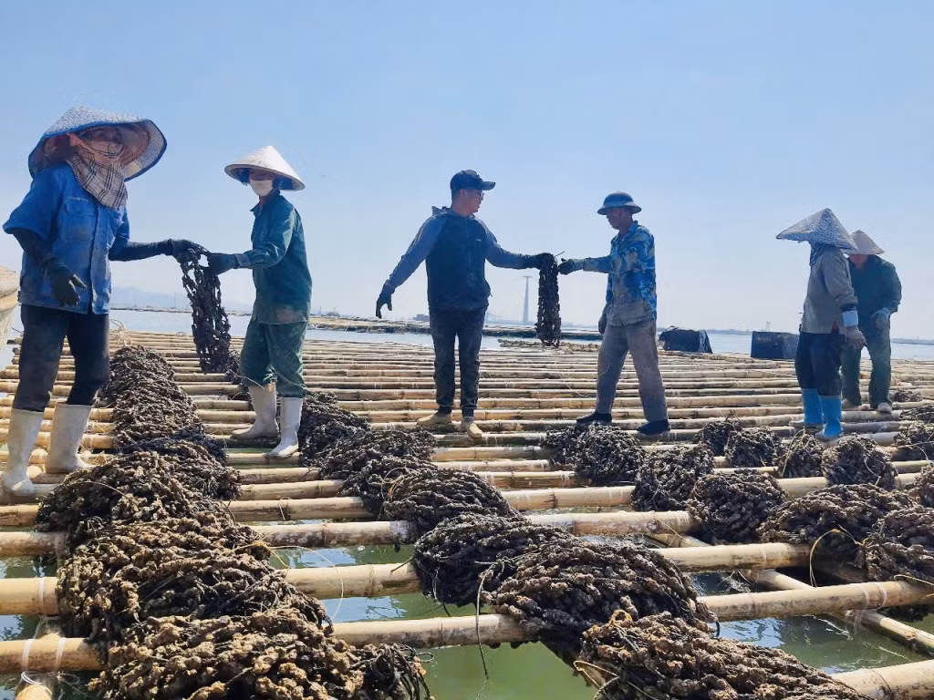 Các hộ NTTS trên địa bàn TX Quảng Yên khôi phục lồng bè và thả giống cho vụ mới.