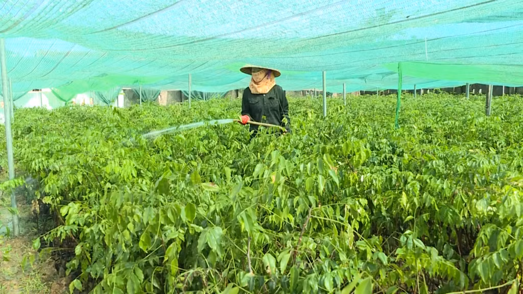 Quảng Ninh hiện có 41 vườn ươm giống cây lâm nghiệp đạt tiêu chuẩn.