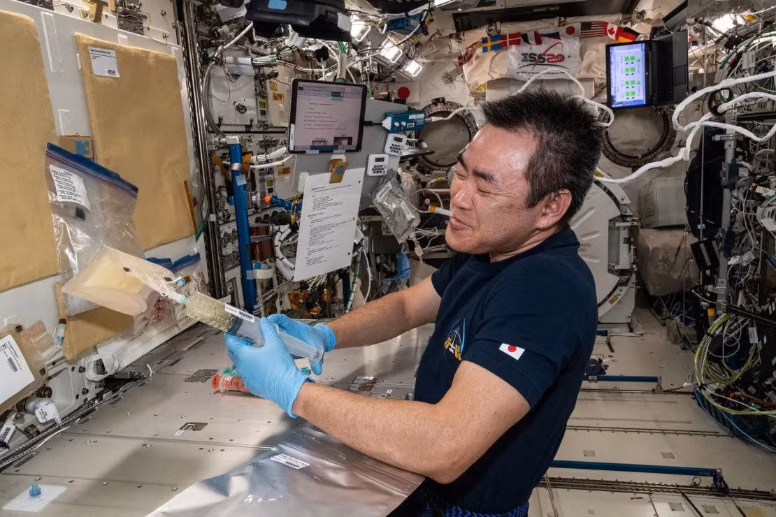 Phi hành gia Akihiko Hoshide của Cơ quan Thám hiểm hàng không vũ trụ Nhật Bản (JAXA) rã đông mẫu phôi chuột trên ISS. Nguồn: NASA