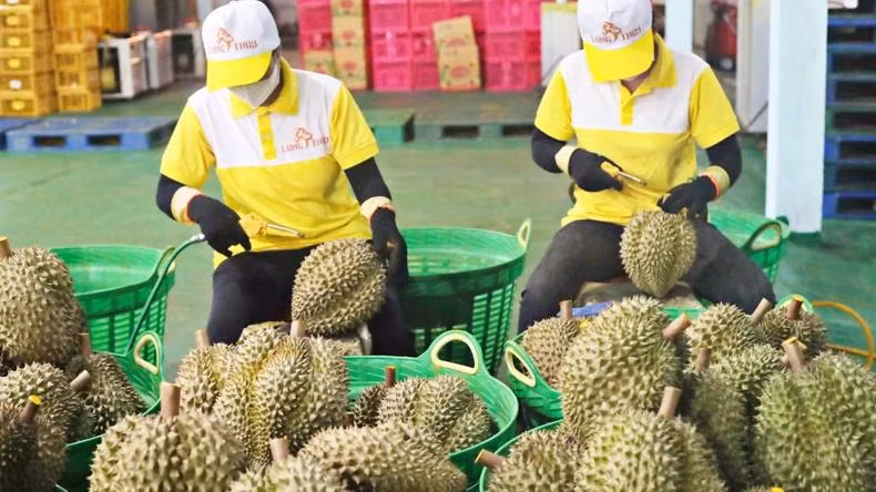 Sầu riêng là điểm sáng trên bức tranh xuất khẩu rau quả.