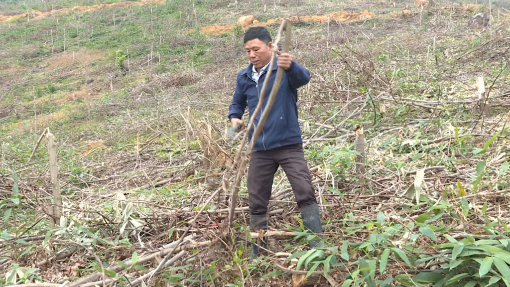 Ông Chíu Sinh Phát, thôn Pắc Cáy, xã Đồn Đạc, huyện Ba Chẽ thực hiện dọn dẹp hiện trường chuẩn bị trồng rừng vụ xuân 2025.