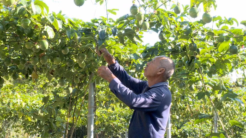 Mô hình trồng chanh leo của người dân xã Tân Bình (huyện Đầm Hà) dự kiến cho sản lượng quả lớn dịp cuối năm.