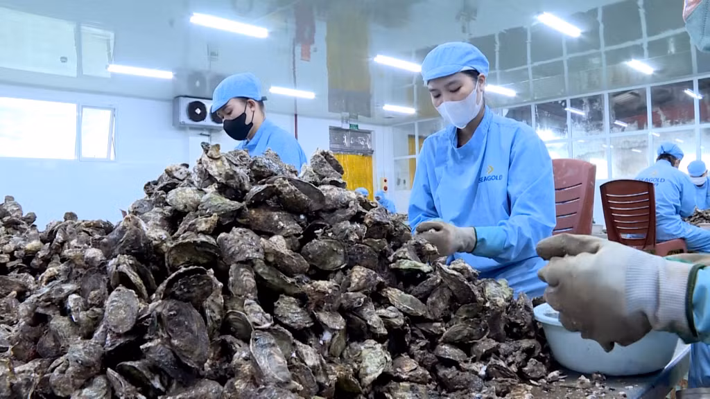 Chế biến Thuỷ sản tại Công ty CP SeaGold, huyện Đầm Hà, Quảng Ninh.