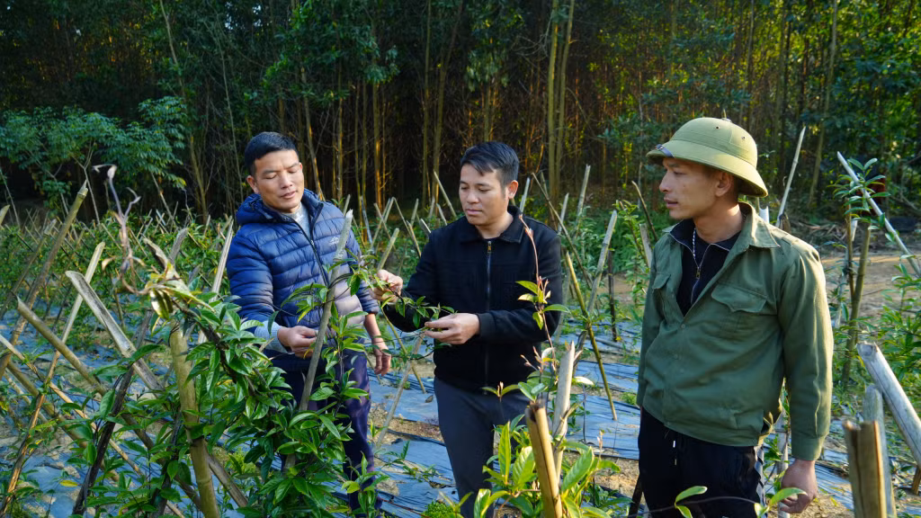 Nguồn vốn ưu đãi từ Ngân hàng CSXH đã giúp người dân xã Nam Sơn (huyện Ba Chẽ) phát triển cây dược liệu.