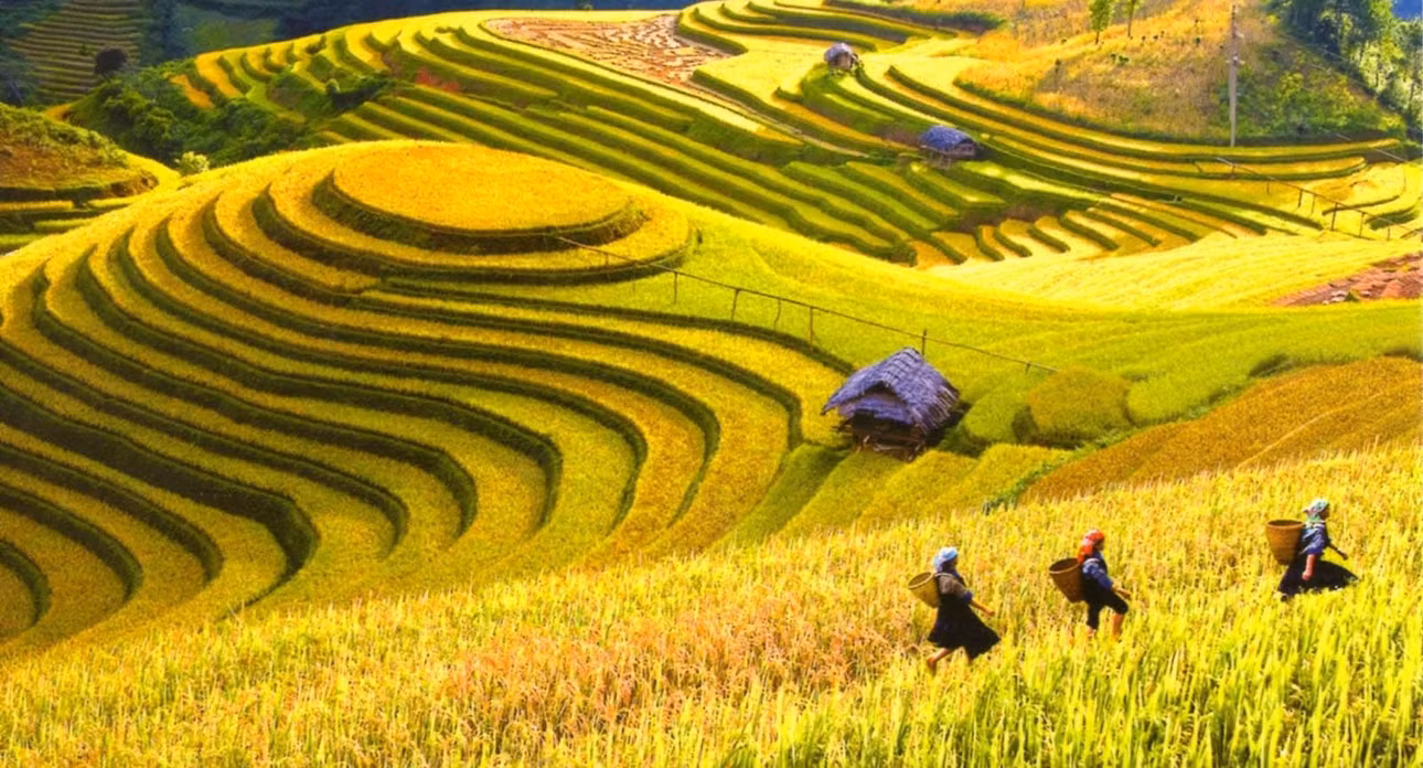 Vào khoảng tháng 9-10 hàng năm, huyện Mai Châu (Hòa Bình) thu hút du khách bởi những cánh đồng lúa chín vàng đẹp tựa bức tranh. Ảnh: phuotvivu