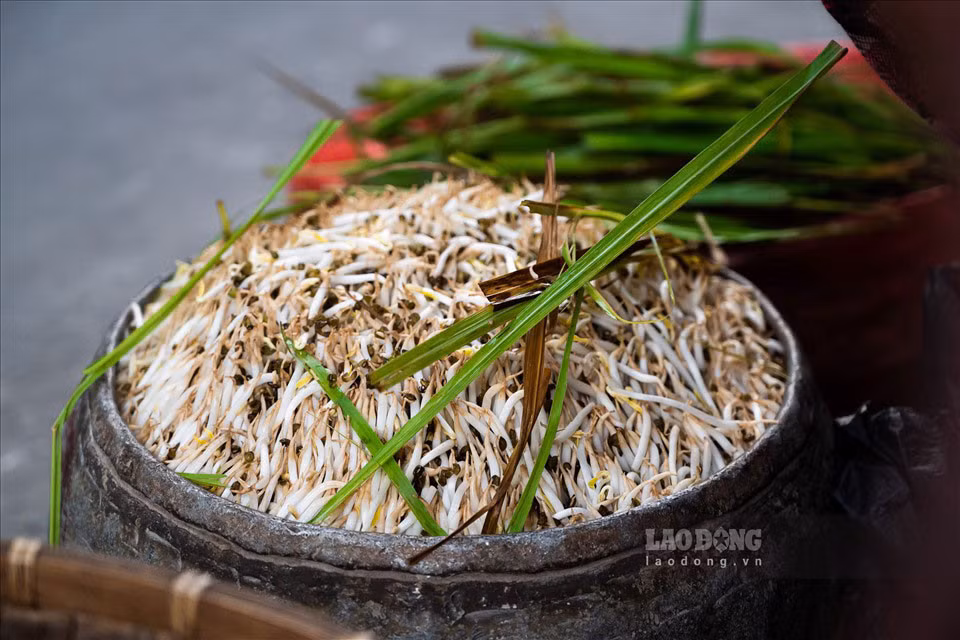 Giá đỗ sạch thường không có màu trắng sáng, bóng bẩy như giá đỗ ngâm hóa chất kích thích tăng trưởng. Ảnh: Nguyễn Huế