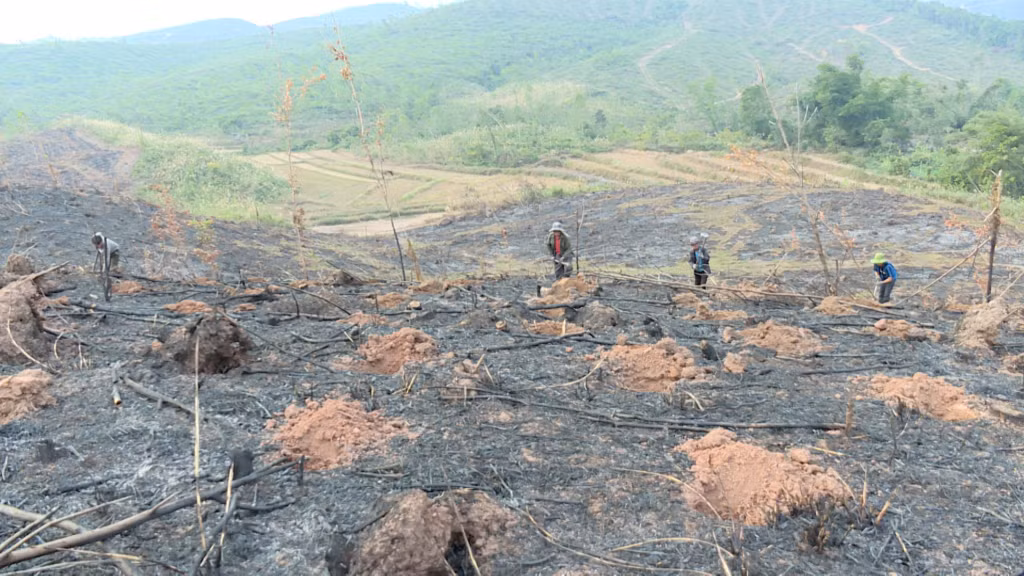 Công nhân Công ty TNHH MTV Lâm nghiệp Tiên Yên chuẩn bị cho vụ trồng rừng mới, sớm phủ xanh diện tích bị thiệt hại.