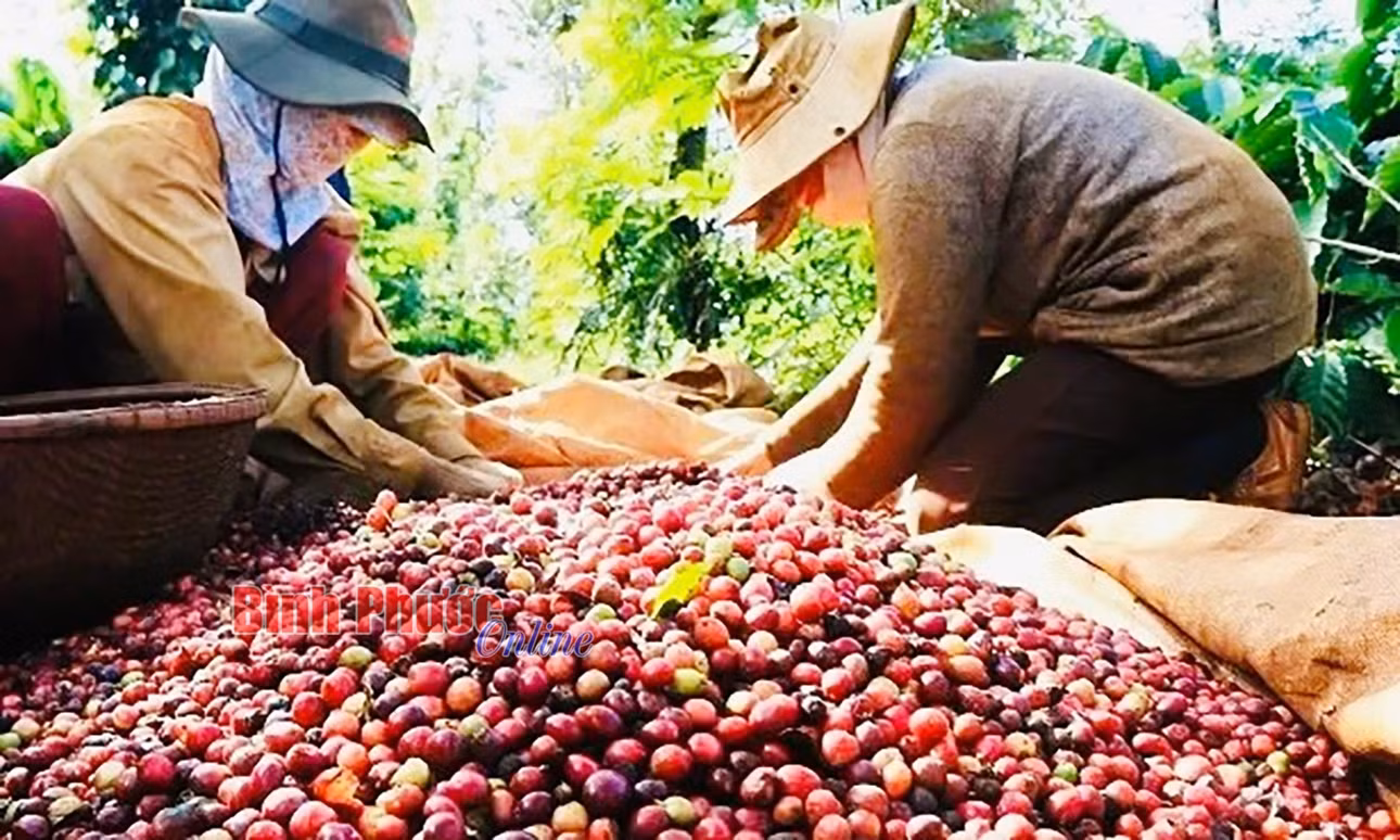 Nông dân thu hoạch cà phê phải đảm bảo đạt trên 95% quả chín