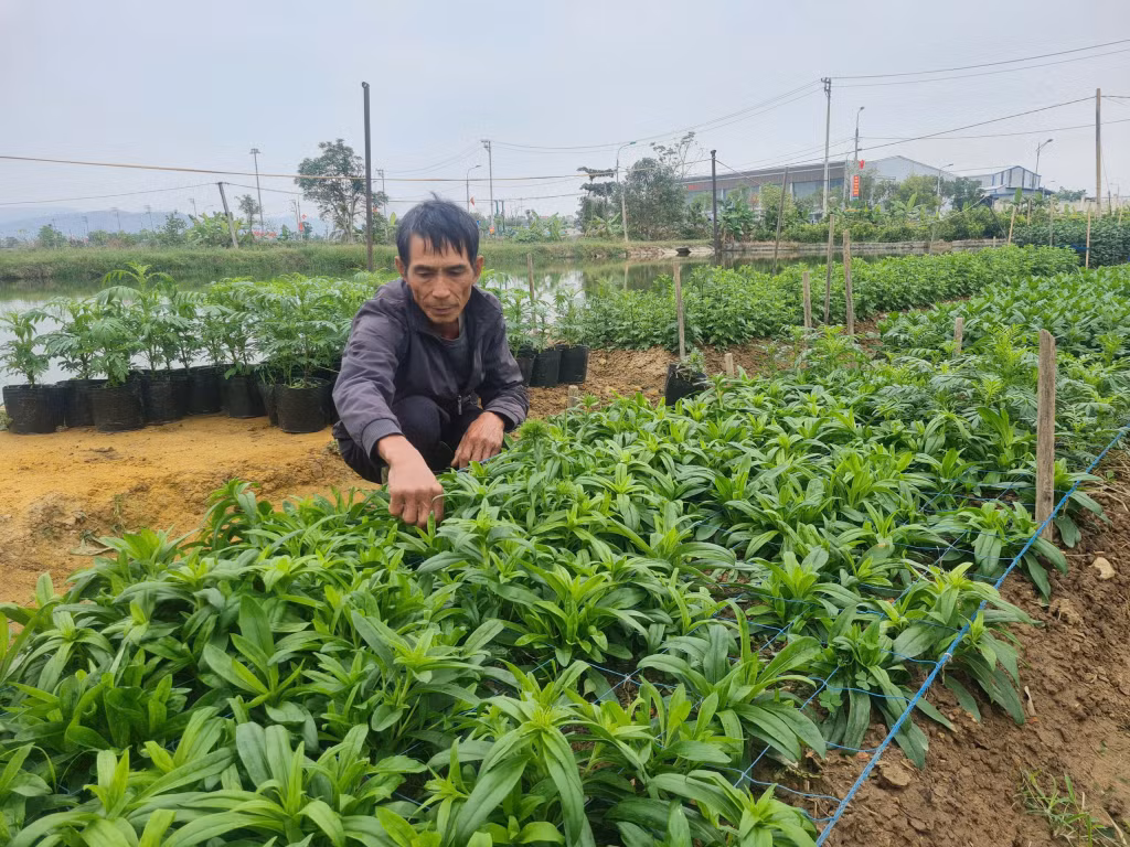 Gia đình ông Phạm Ngọc Hoàn, khu 1, phường Yên Giang, đưa vào trồng nhiều loại hoa giống mới, đáp ứng nhu cầu thị trường dịp Tết.