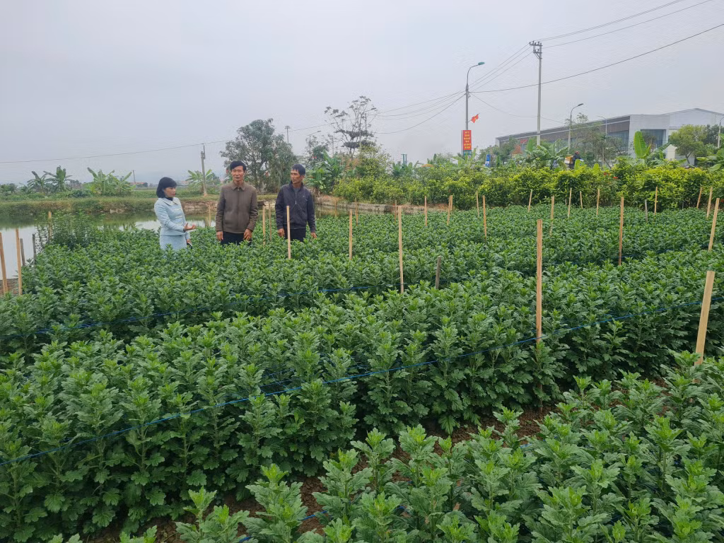 Nông dân Quảng Yên tập trung vào các kỹ thuật canh tác thân thiện với môi trường.