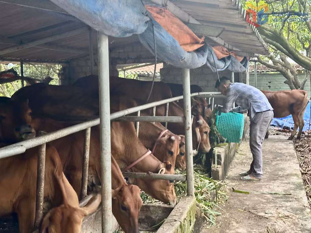 Mô hình chăn nuôi bò của ông Trương Văn Đại, dân tộc Dao, thôn Khe Sú 1, phường Yên Tử. Ảnh: Cao Quỳnh