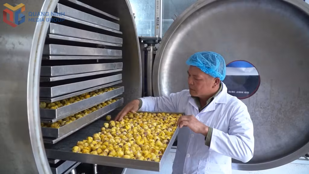 Sản phầm trà hoa vàng Ba Chẽ sau sấy thăng hoa của Công ty CP kinh doanh lâm sản Đạp Thanh. 