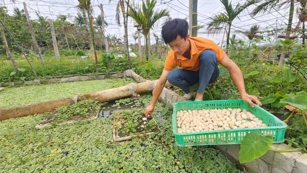 Mô hình nuôi ốc bươu của thanh niên Vũ Hồng Thái, cho hiệu quả kinh tế cao.