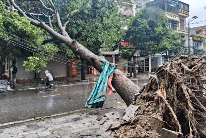 Bão số 10 gây mưa diện rộng trên địa bàn tỉnh Thanh Hóa, nhiều cây xanh ngã đổ. Ảnh: Quách Du