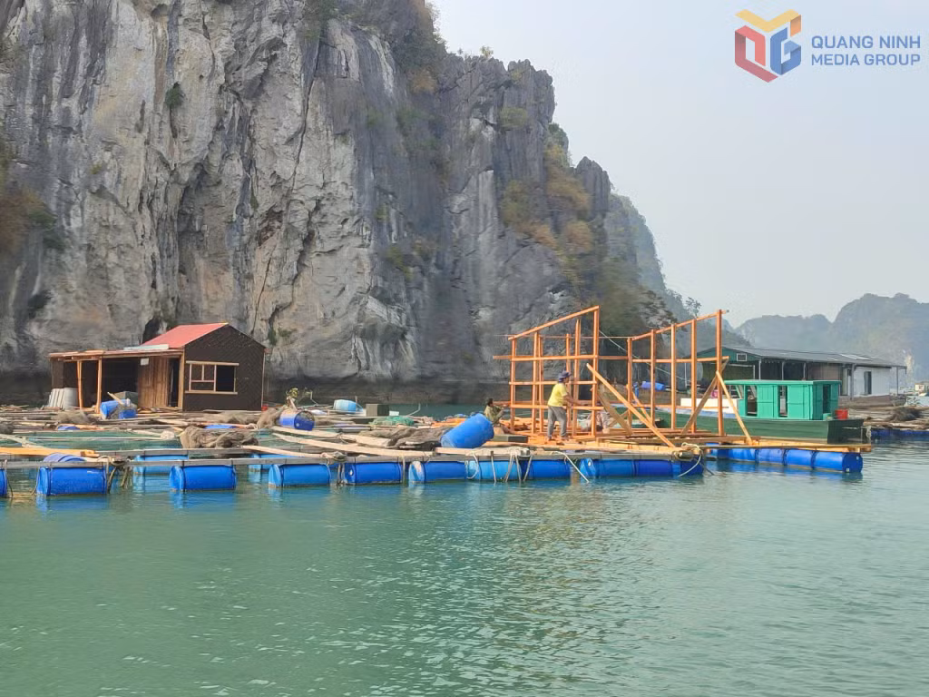 Người dân đặc khu Vân Đồn thực hiện gia cố khu vực nuôi biển ổn định, mở rộng sản xuất.