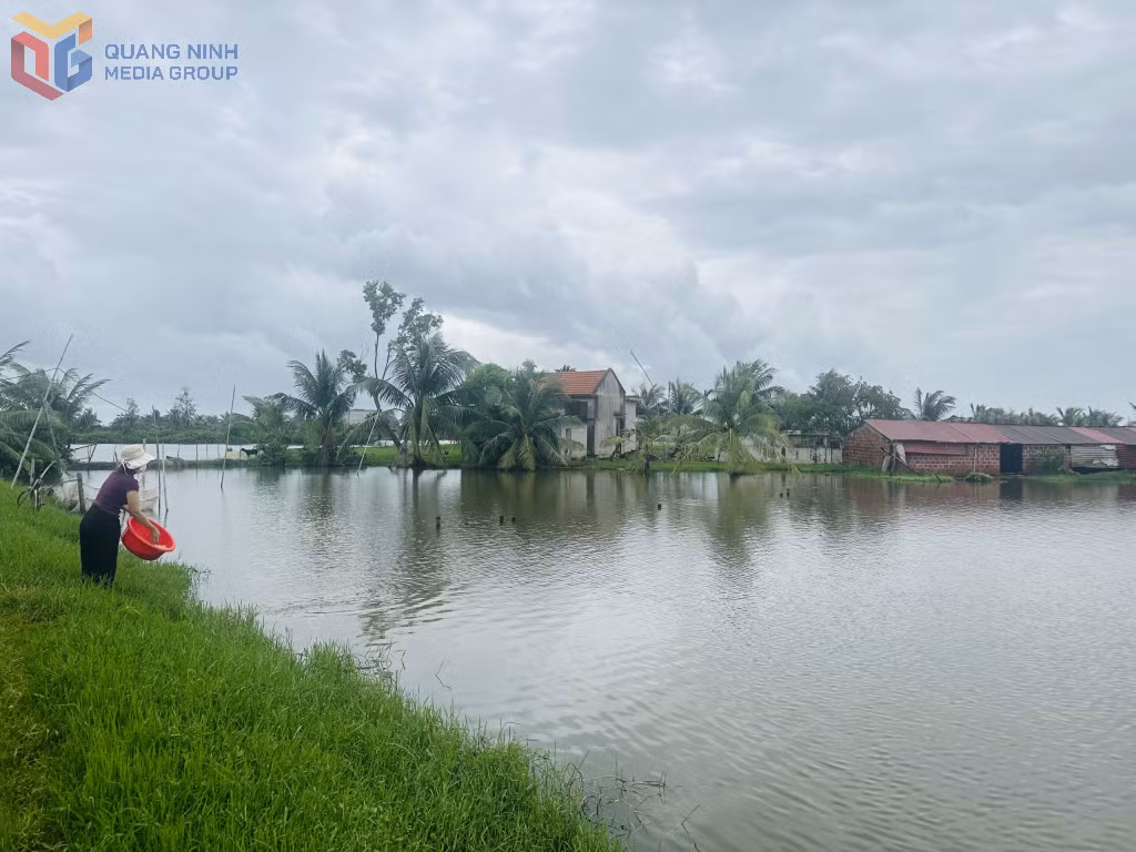 Ao chăn nuôi của gia đình chị Lê Thị Hường, khu Tiền Phong, phường Liên Hòa. 