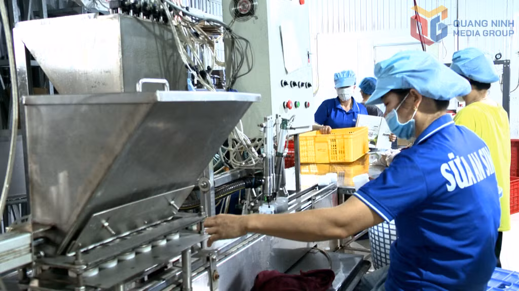 Sản xuất sữa chua tại Công ty CP Sữa An Sinh (phường An Sinh).