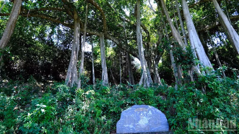 Cây Đa di sản trên bán đảo Sơn Trà. (Ảnh: ANH ĐÀO)