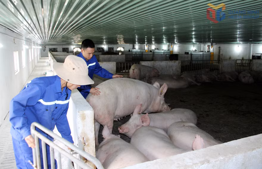 Đàn lợn được nuôi tại Công ty CP khai thác khoáng sản Thiên Thuận Tường.
