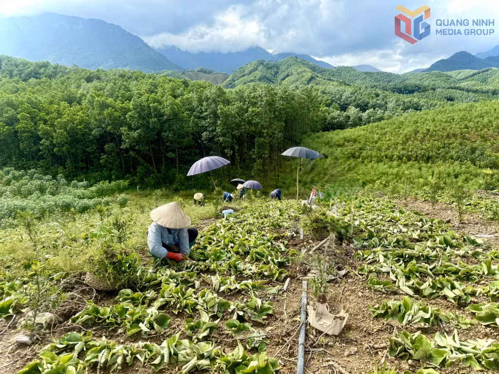 Địa liền là loài cây thuốc nam, cho sản lượng bình quân đạt trên 15 tấn/ha.